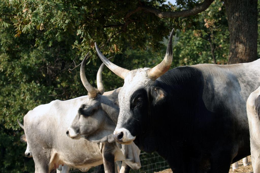 הוילה מנצ'יאנו Fattoria Poggio Foco מראה חיצוני תמונה