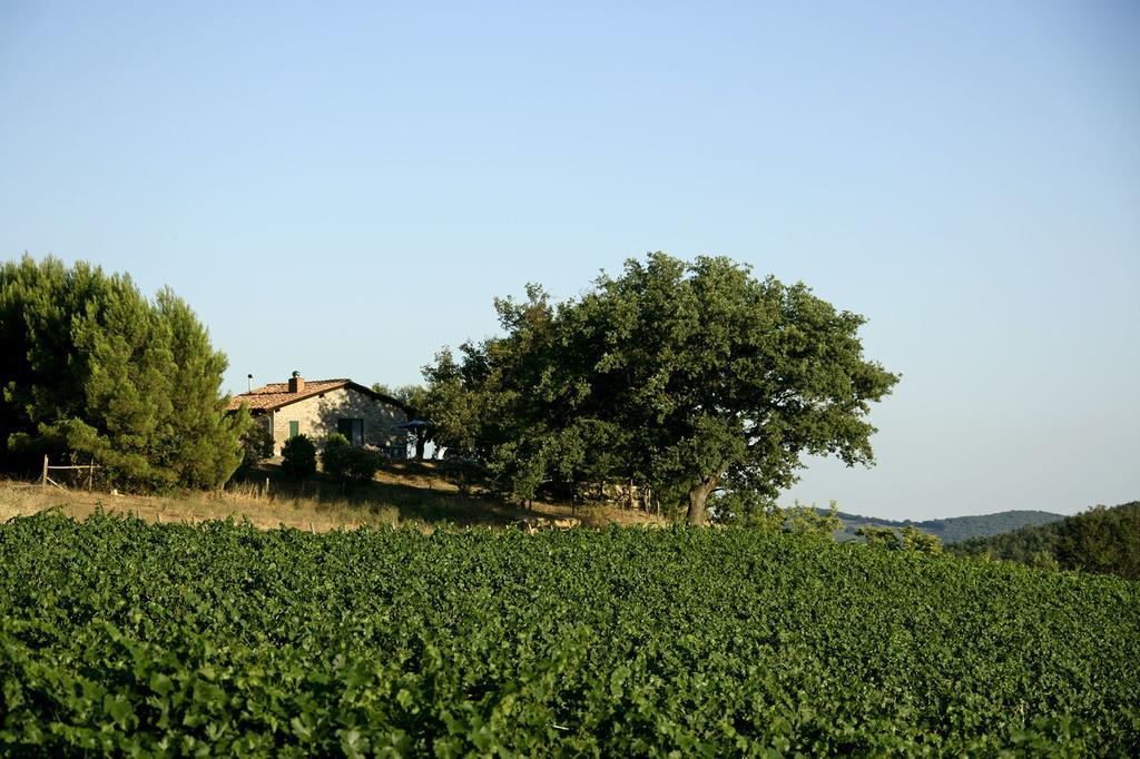 הוילה מנצ'יאנו Fattoria Poggio Foco חדר תמונה